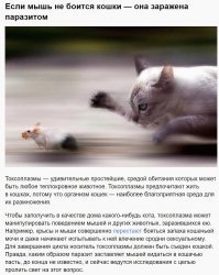 Том и Джерри: битва между котом и смелой мышью