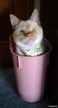 Я всё видел.