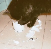 Он обожает скотч и липкую ленту для чистки одежды - жрёт их и охотится на них (чтобы перед выходом одежду почистить, прячемся в ванной, потому что он просто прыгает на эту чистилку и повисает на тебе). Дисциплины у нас, конечно, дома никакой - мы этих шерстяных жоп просто любим. Но самый главный проказник Черныш - это просто демон: воды не боится, шума не боится, прёт на всех, как танк, ломает и разбивает всё, что найдёт. Но очень ласковый, поэтому рука на него никогда не поднимается даже легко шлёпнуть :)