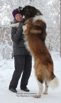 Московская сторожевая.