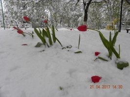 Бывает. Наблюдал такую картину пару лет назад у себя во дворе.
