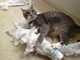 Но пи@датые мусорщики)))