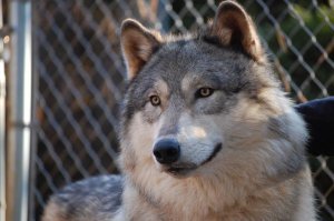 Как вариант, это хозяин волкособа прикалывается. Подобное уже было.