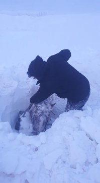 Исландия. Мужчина спасает лошадку из-под снега.