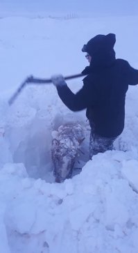 Исландия. Мужчина спасает лошадку из-под снега.