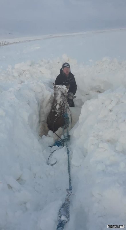 Исландия. Мужчина спасает лошадку из-под снега.