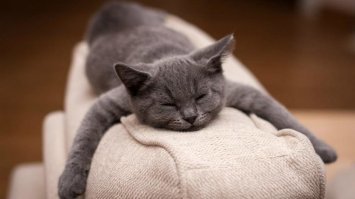 Синдром хронической усталости? Ну его нафиг...