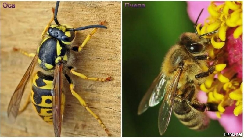 сколько вам лет ?  Вы что даже не видите разницу между жопкой пчелы и шмеля? или так торопитесь перепостить, что даже не читаете о чем постите ????????????