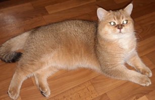 И ничего он не ржавый.
Вот у меня кот реально ржавый, за, что я прозвал его ржавчиком.