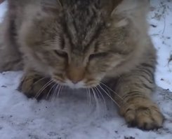 Бедный одноглазый котик... Надо было одну банку дать ему, а на вторую делать обзор.