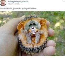 В Китае родился первый в мире гибрид свиньи и обезьяны