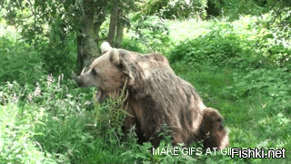 Медведь в кустах