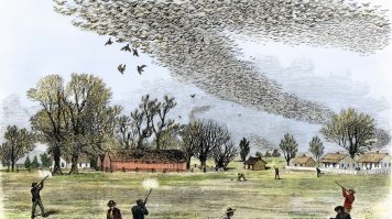 Странствующие голуби. Еще случай пиндосского геноцида. Кто не в курсе - гуглите.