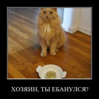 Упитанный кот помешал блогеру снять обзор белорусской тушенки