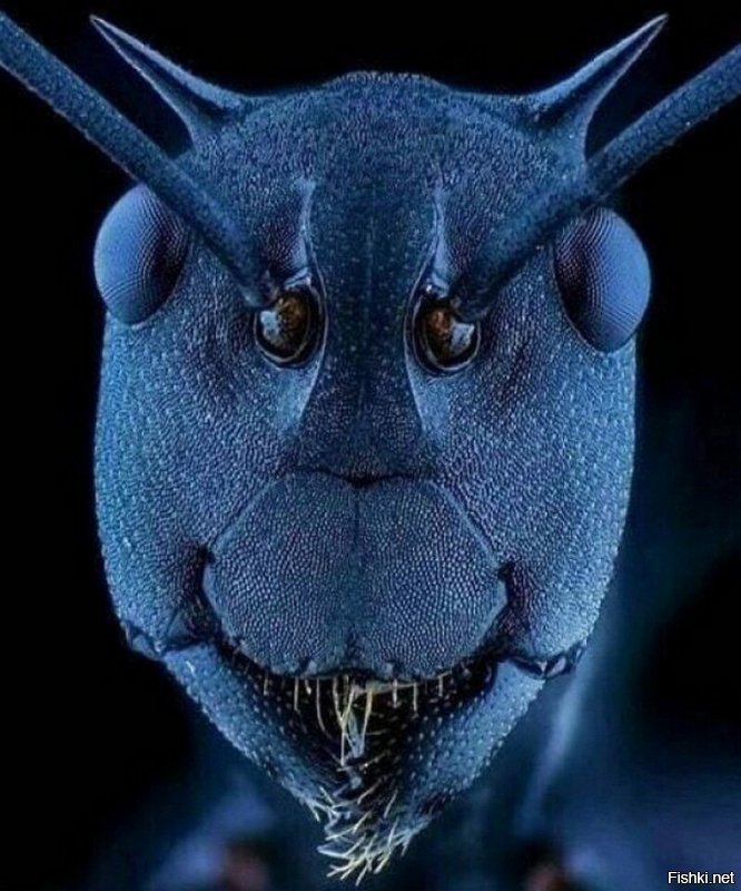 Сначала запереживал за муравья думал прямо из глаз усы у бедного растут