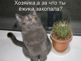 Прикольные и смешные картинки