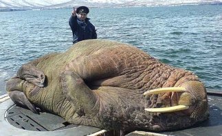 чтобы было понимание....что такое морж.....
ох хищник, если кто не знает.....
.
информации об охоте на белого медведя с ПТР в открытых источниках нет, но.....
сами понимаете, 14.5 мм это вам не 7.62.......
и риск намного меньше, и шкура почти не подпорчена.....