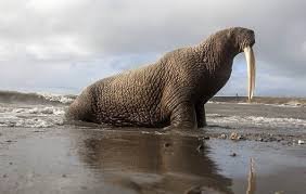 чтобы было понимание....что такое морж.....
ох хищник, если кто не знает.....
.
информации об охоте на белого медведя с ПТР в открытых источниках нет, но.....
сами понимаете, 14.5 мм это вам не 7.62.......
и риск намного меньше, и шкура почти не подпорчена.....