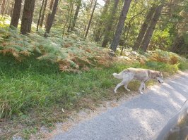 В Сербии на горе Тара повстречали, местные сказали, что у них такие волки в лесу водятся. Может пошутили над туристами так? Фотографии животных были сделаны из машины.