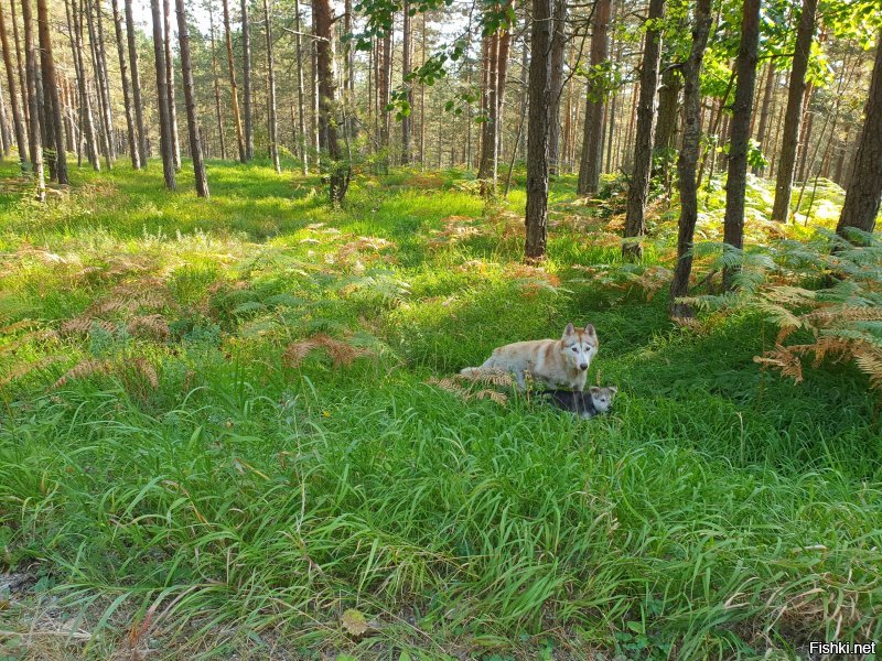 В Сербии на горе Тара повстречали, местные сказали, что у них такие волки в лесу водятся. Может пошутили над туристами так? Фотографии животных были сделаны из машины.