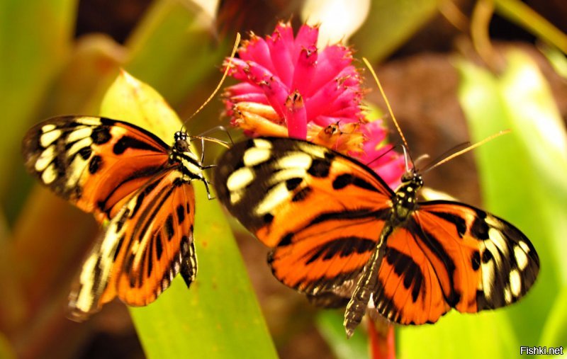 Куколки бабочки не титорея, а Mechanitis polymnia 
Сами бабочки вот: