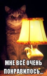 Кот, который всё понимал