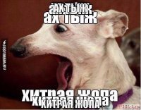 Прикольные и смешные картинки