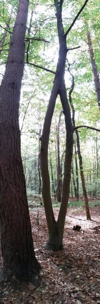 У нас, в местном леске растет вот такое дерево, безо всякого вмешательства человека. До сих пор ломаю голову, как такое получилось...