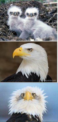 Когда я был маленьким: 30 превращений птенцов в красавцев-птиц