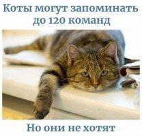 Кот, который всё понимал