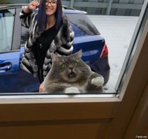 Кот в окне стал героем забавной фотошоп-битвы