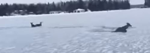 Следы в начале видны. Прикол в том, что дядька оттащил их совсем не к тому берегу, с которого они пришли. Мамка теперь на одном берегу, а они на другом. 
Они обречены. 
Чем так помогать - лучше вообще не трогать.