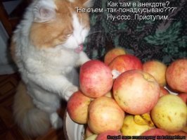 Меньше чем за минуту он откусил по кусочку от каждой. От каждой из 20 лепёшек, Карл!
