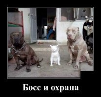 Попробовала бы за этим котиком погнаться!