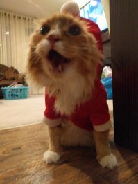 12 лет назад сын заставил адаптировать кота. Через восемь лет женился и ушёл в свой дом, а этого засранца забирать отказался. Потом у кота обнаружили диабет и теперь эта тварь убивает по три консервы в день из-за размеров и принимает по два укола инсулина. Друзья смеются надо мной, а сын с женой убеждают меня, что я его люблю. Тварюге 13 лет уже и подыхать не собирается. ХЗ, наверное люблю...