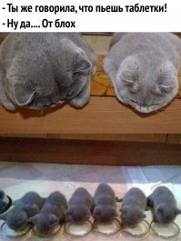 26 отцов, которые были против "этого дурацкого кота", но что-то пошло не так