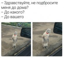 Бездомная собака сама нашла себе дом