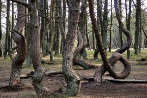 У нас в области на Куршской косе есть вот такой вот танцующий лес