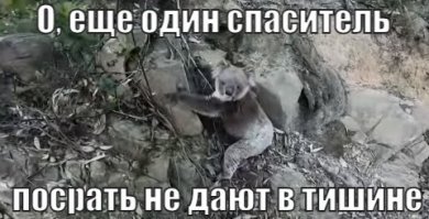 Мотоциклист помог коале забраться на возвышенность