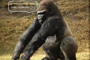 В Индии наглая обезьяна испортила день рождения, украв праздничный торт