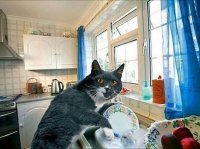 Не ищите здесь смысл. Здесь в основном маразм