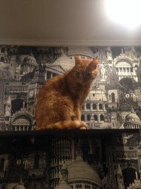 Тоже не особо любил котеек. До сих пор не понимаю, что меня заставило 4 года назад забрать этого породистого (backstreet cat red edition) друга из приюта))))