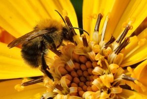 И неагрессивны.