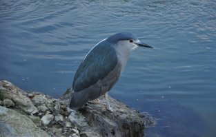 Это кваква.