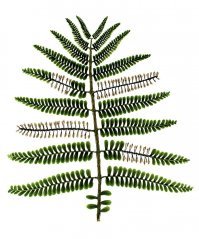 Примерно так выглядели упомянутые растения Eospermatopteris (похожий на дерево) и Archaeopteris (похожий на папоротник).