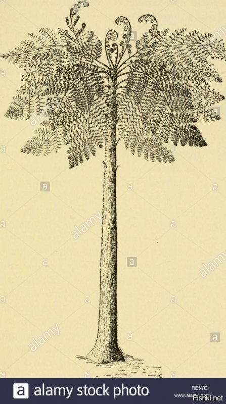 Примерно так выглядели упомянутые растения Eospermatopteris (похожий на дерево) и Archaeopteris (похожий на папоротник).