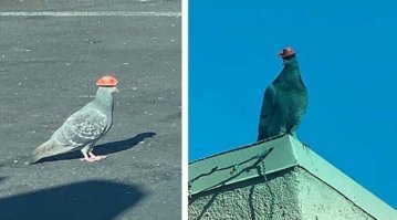 Эти загадочные голуби