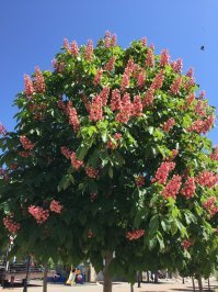 Поддержу почин.
Запощу несколько фото.
Снято лично, г.Новороссийск, и окрестности с.Дивноморское
2018 год
.