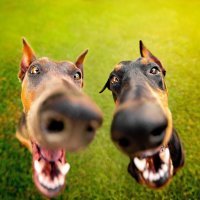 думаю, песенка как-то приурочена к объединению Германий, и красный шарик символизирует СССР 
.
что же до автора....
думаю, автор просто запостил клип с девочкой-мечтой из его молодости, и не более...
ПРАВДА ВЕДЬ, АФФТАР ?
.