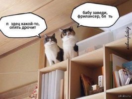 Познакомьтесь с Иззи, самой выразительной кошкой в ​​мире